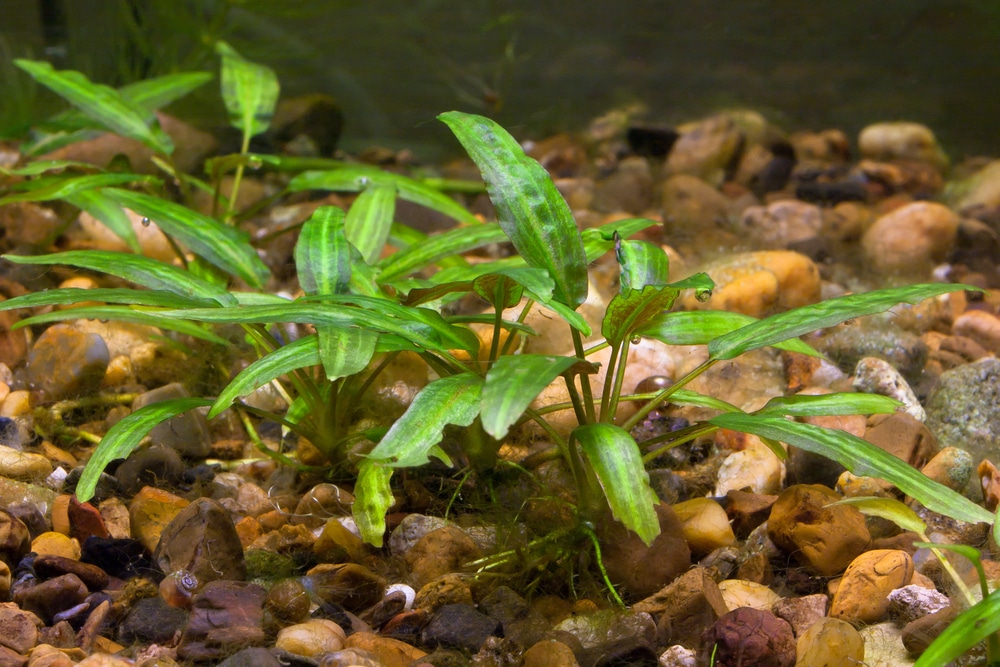 cryptocoryne in aquarium