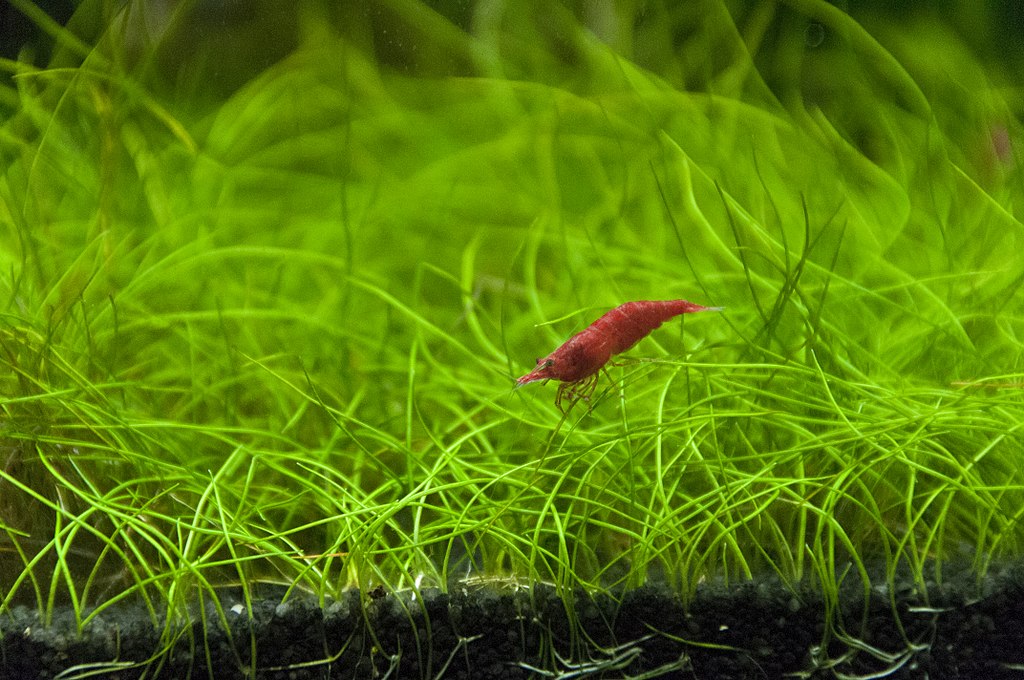 Echinodorus Tenellus pygmy chain sword