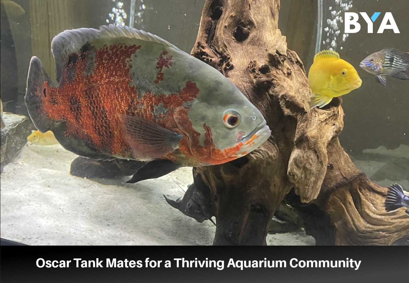 Oscar Tank Mates for a Thriving Aquarium Community