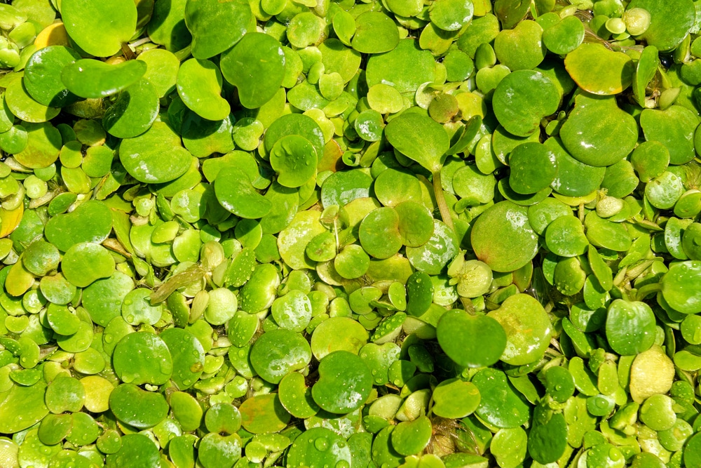 frogbit aquarium plant