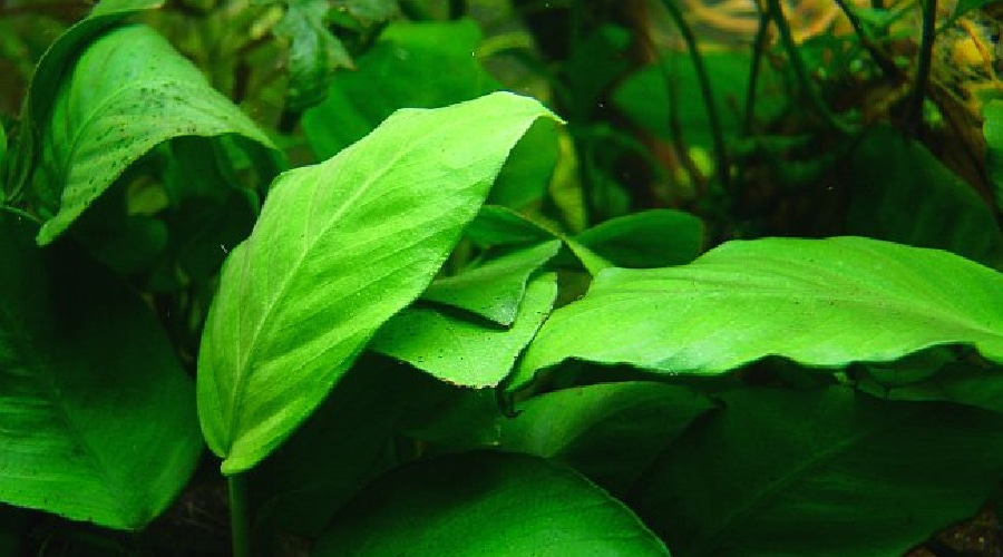 Anubias barteri