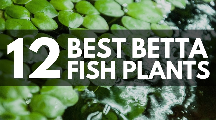 12 Easy Betta Fish Plants for Beginners (The Complete Guide)