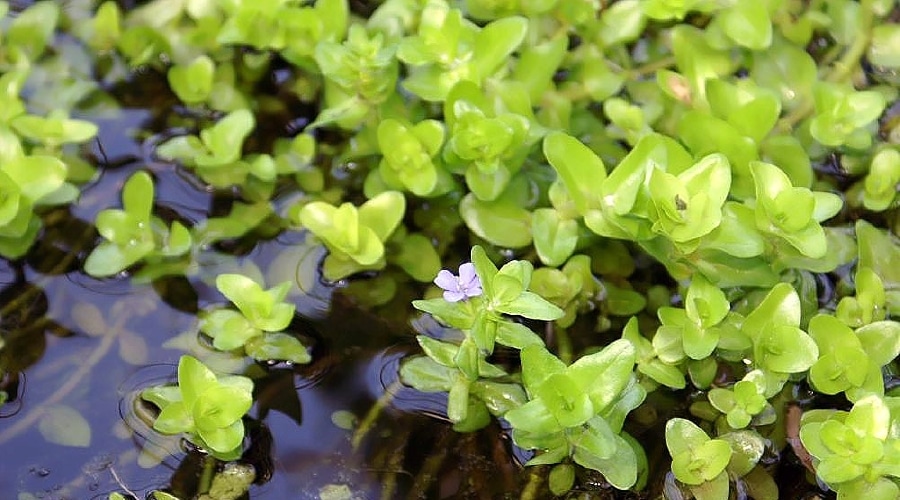 Bacopa caroliniana