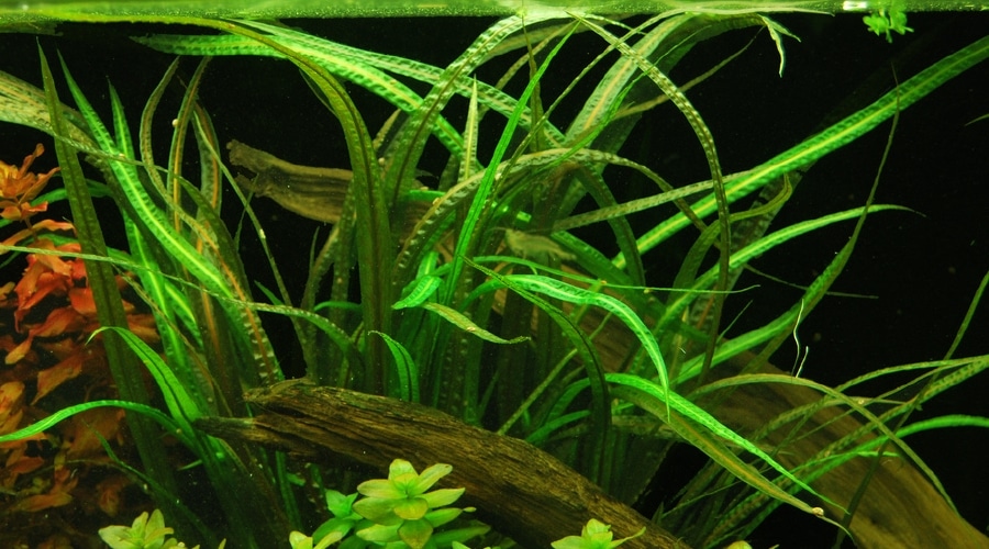 Cryptocoryne Balansae