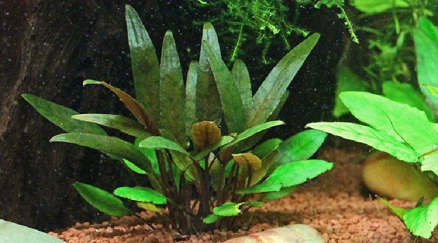 Cryptocoryne petchii