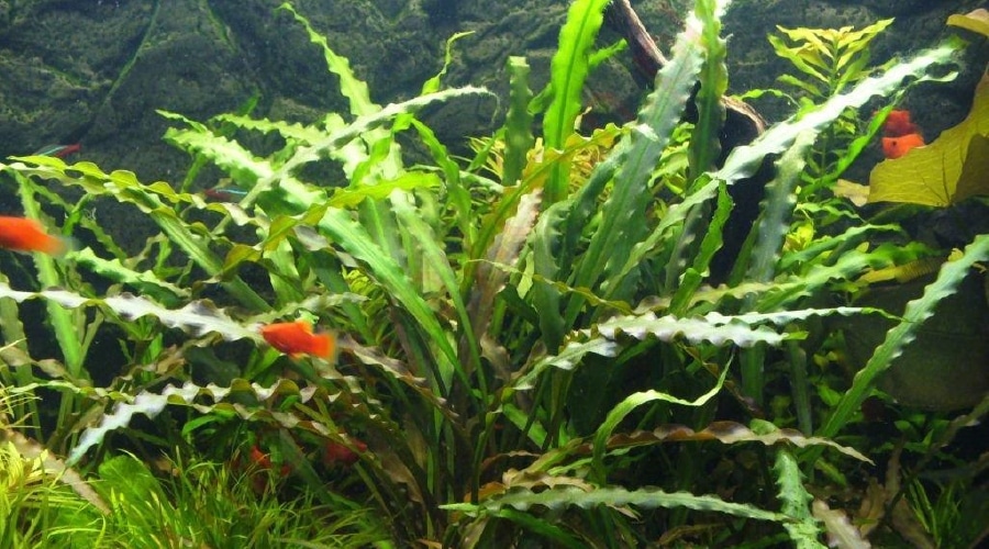 Cryptocoryne spiralis