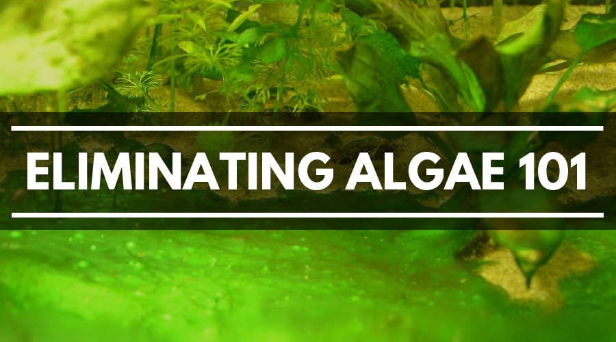 aquarium algae