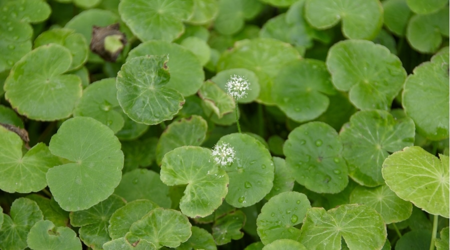 pennywort