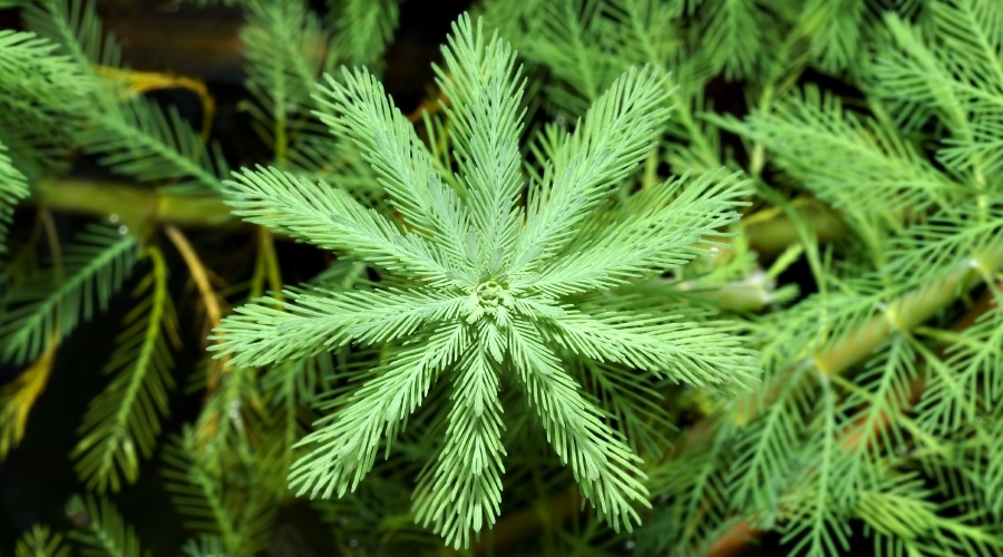 parrots feather plant)