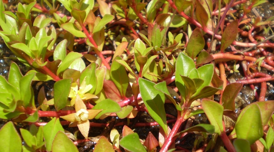 Red Ludwigia