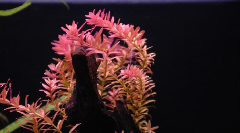 Image showcasing 30 Easy Low Light Aquarium Plants for Beginners (Species Guide)