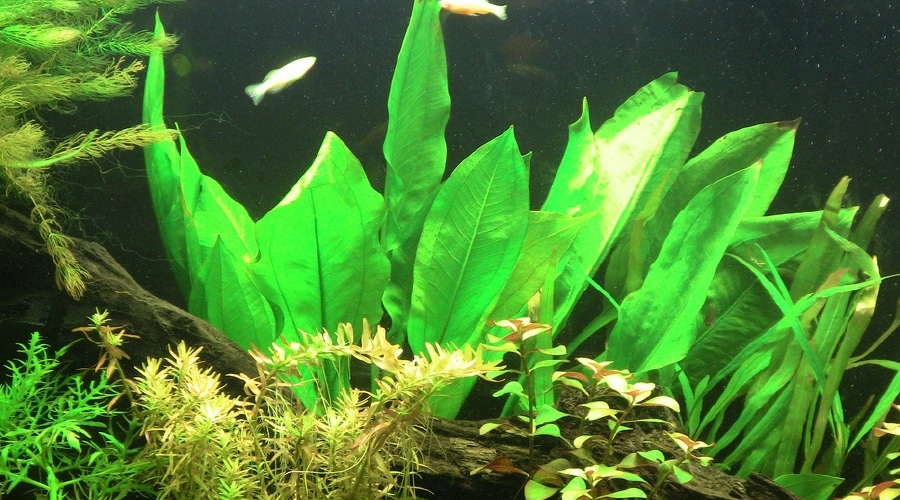 22 Easy Betta Fish Plants For Beginners The Complete Guide