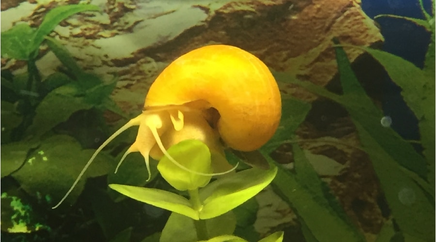 mystery apple snail