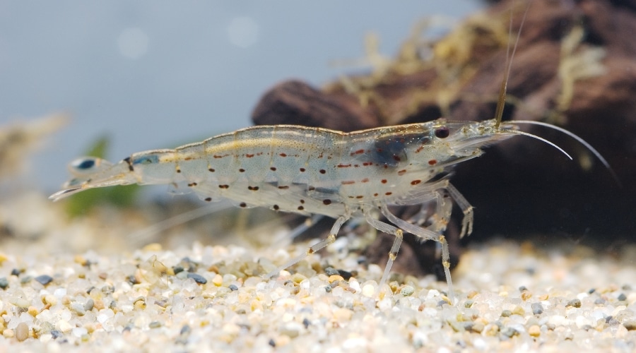 amana shrimp