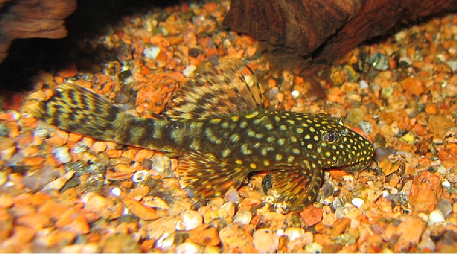 bristlenose pleco