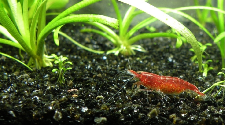 cherry shrimp