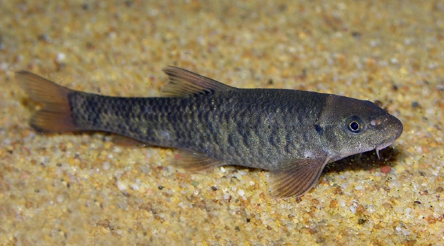 garra fish