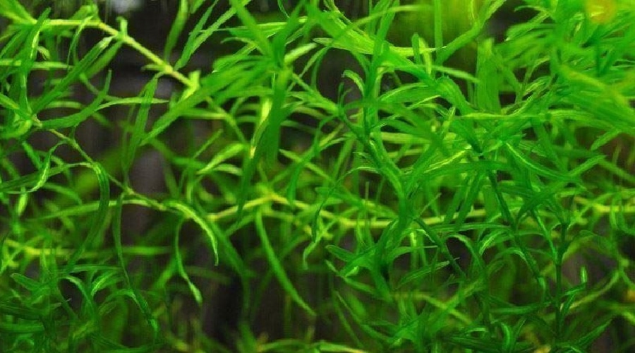 Guppy grass