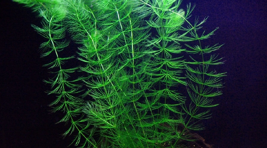 Hornwort