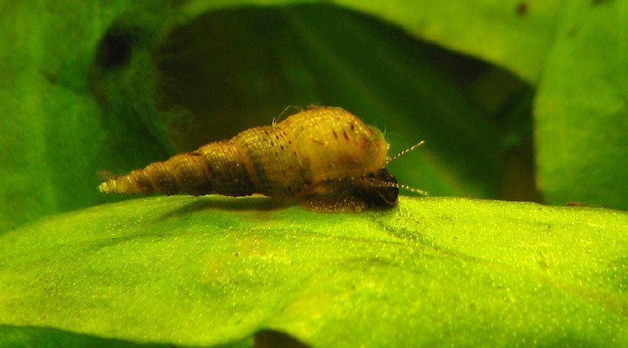 Malaysian Trumpet Snail