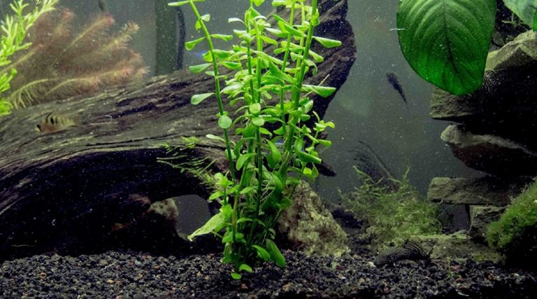 Image showcasing 30 Easy Low Light Aquarium Plants for Beginners (Species Guide)