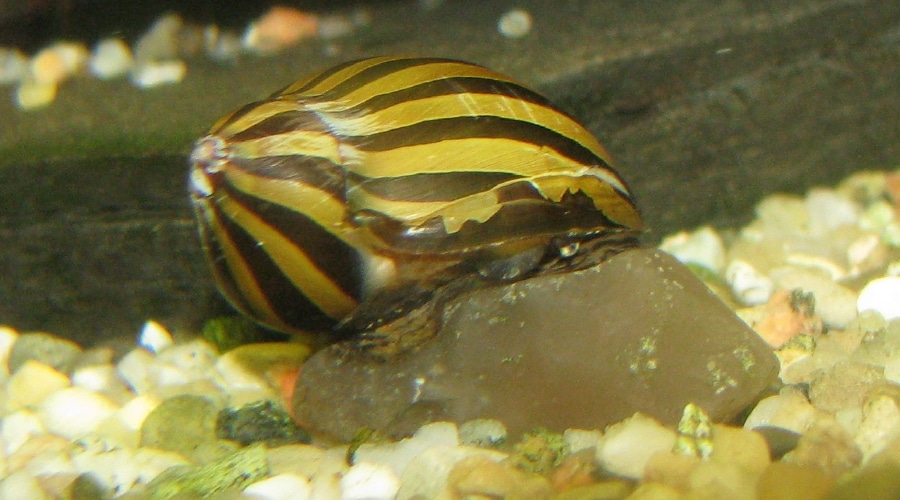 nerite snail