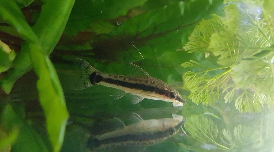 Otocinclus catfish