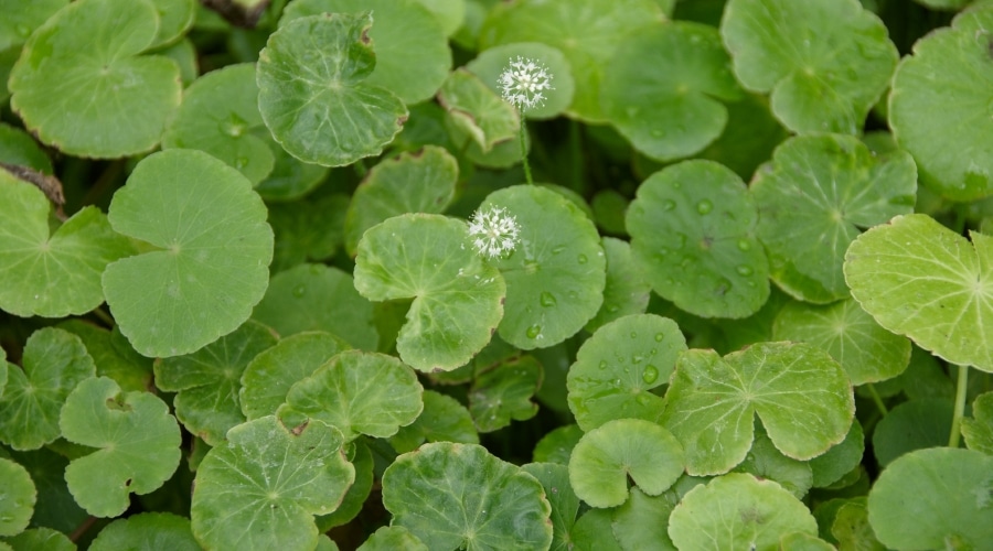 Pennywort