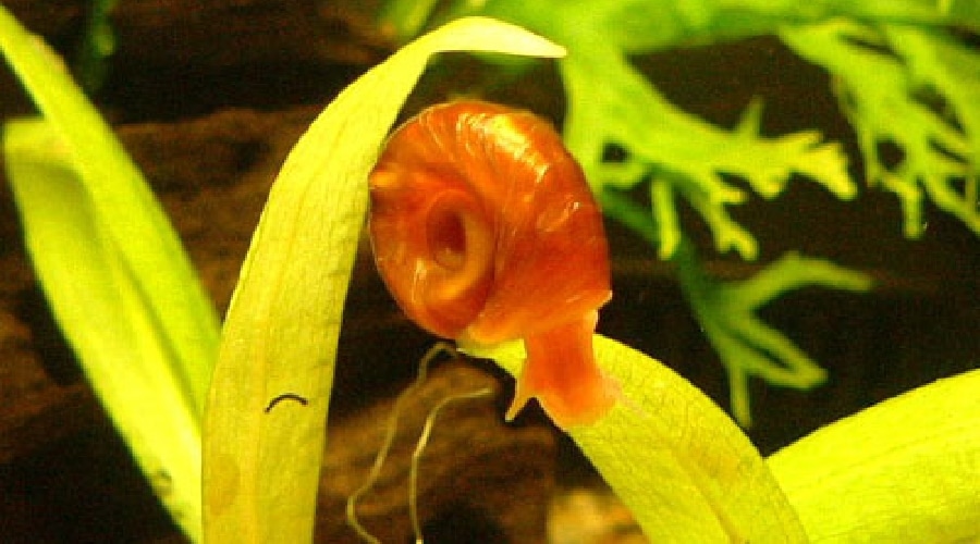 ramhorn snail