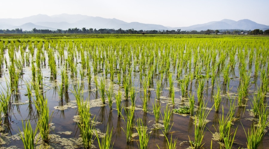 Betta fish rice paddies