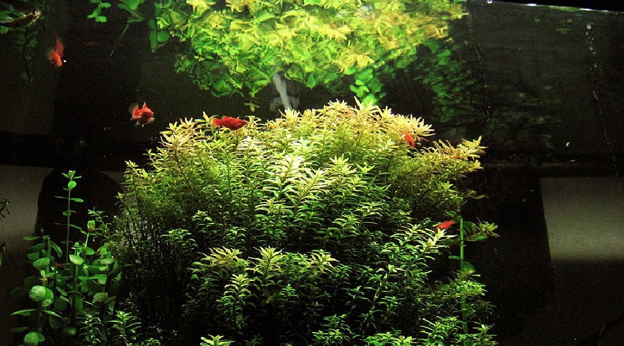 rotala indica