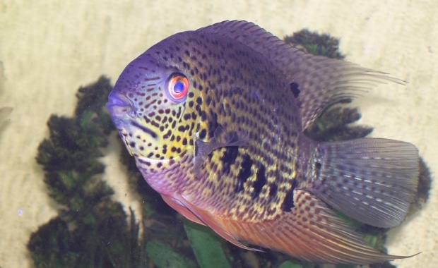 severum cichlid