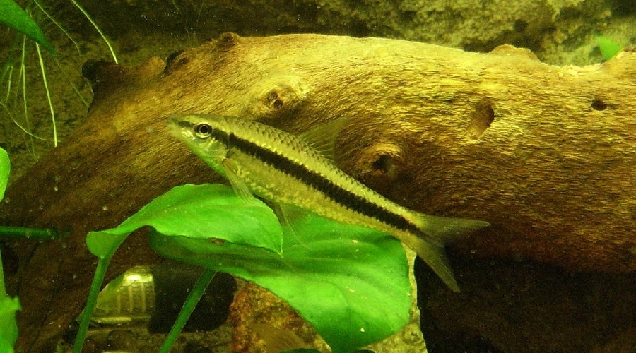 siamese algae eater