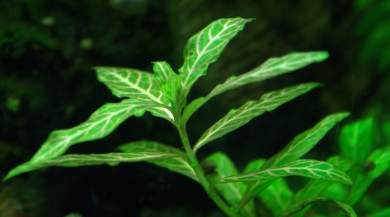 Picture of 30 Easy Low Light Aquarium Plants for Beginners (Species Guide)