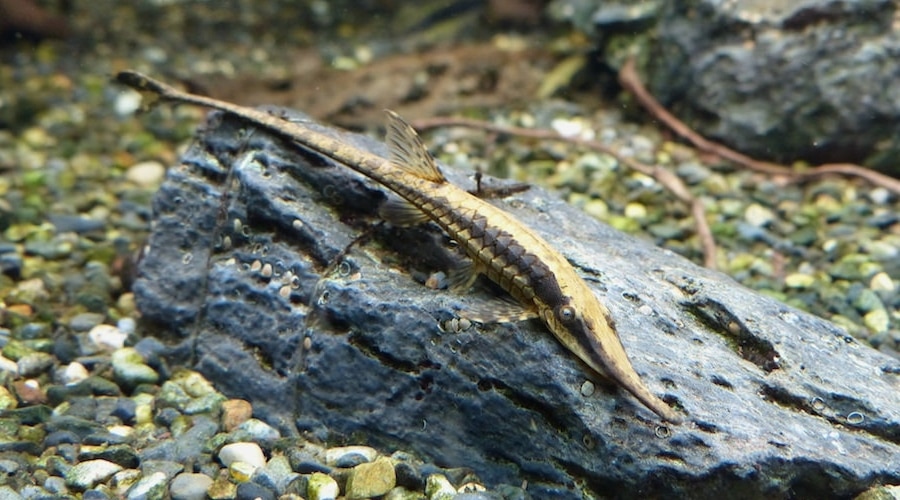 twig catfish