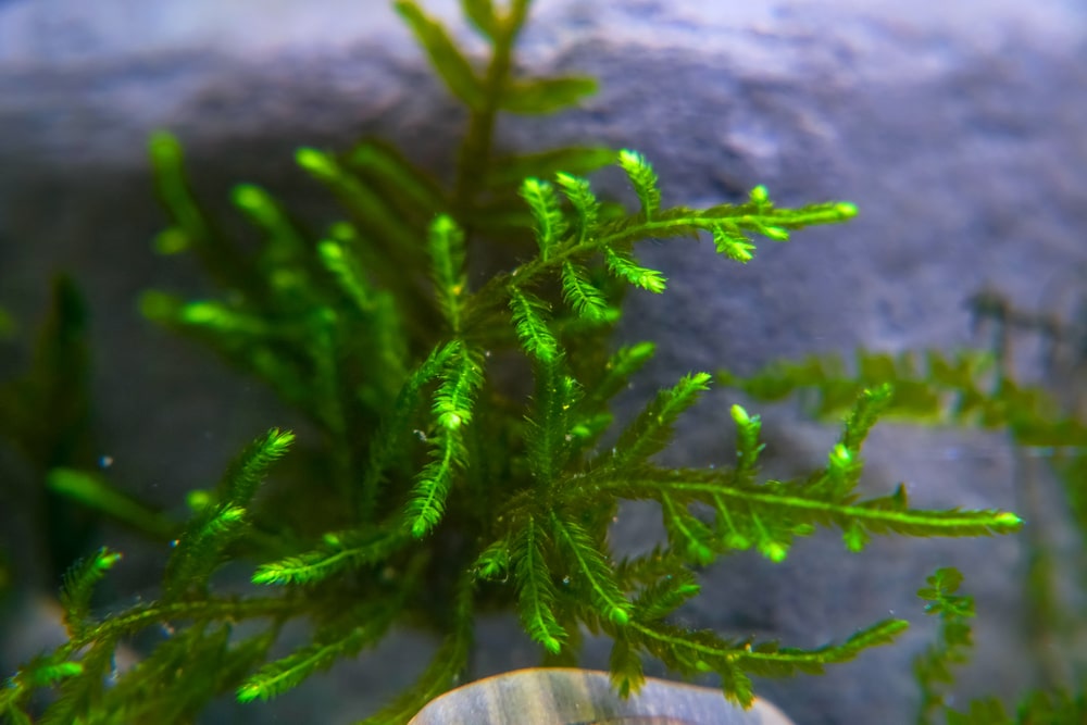 Vesicularia montagnei - christmas moss