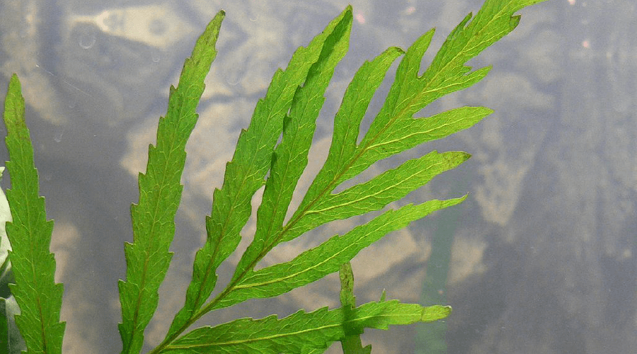 African water Fern