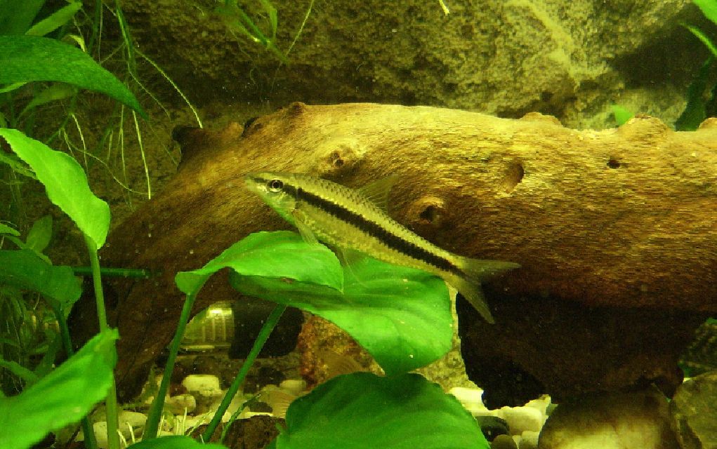 algae eater