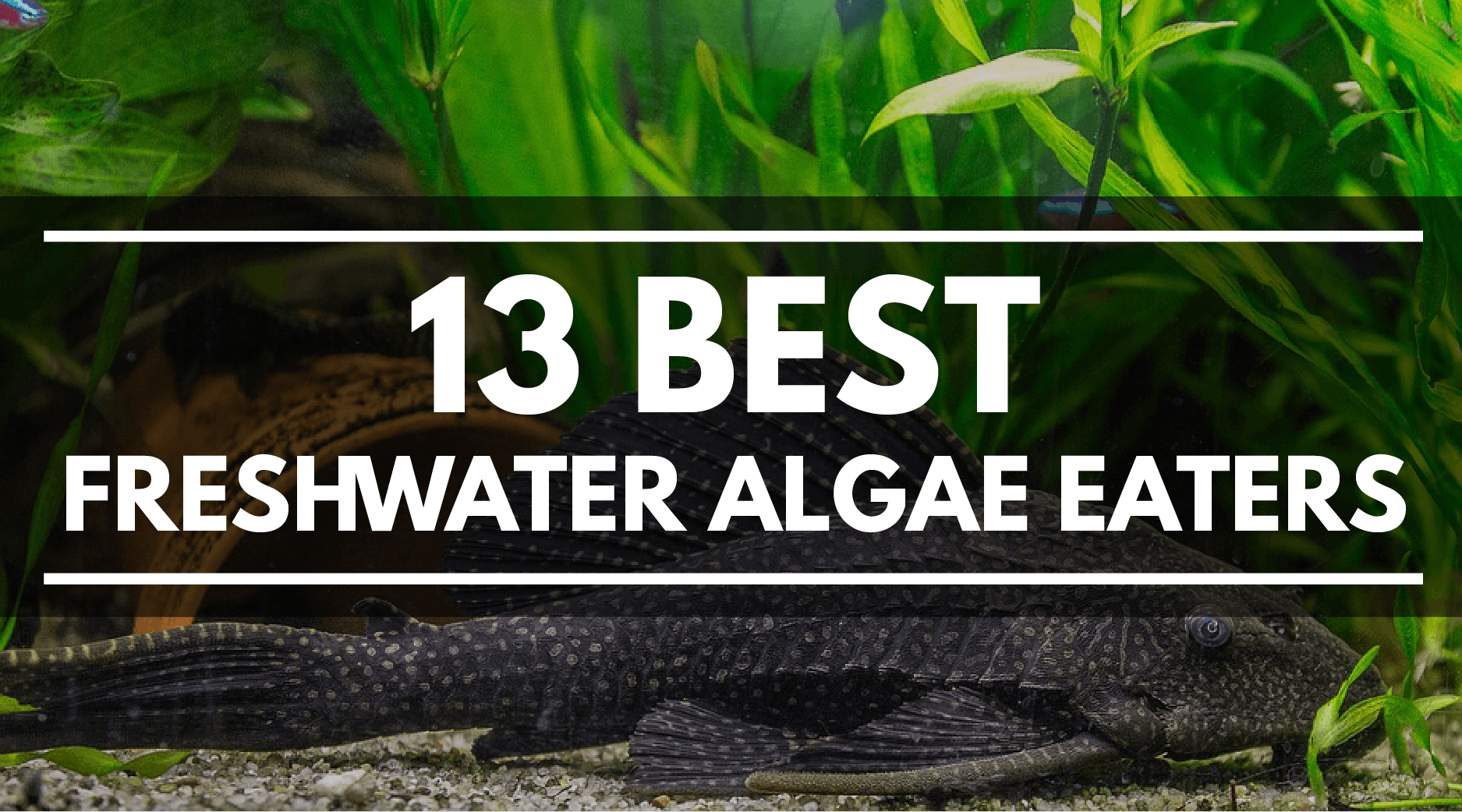 best freshwater algae eaters