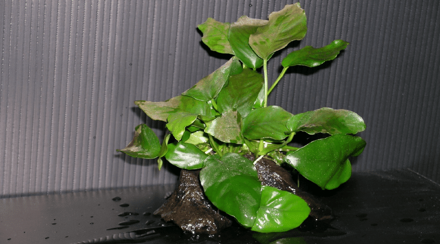 Coffee leaf anubias 