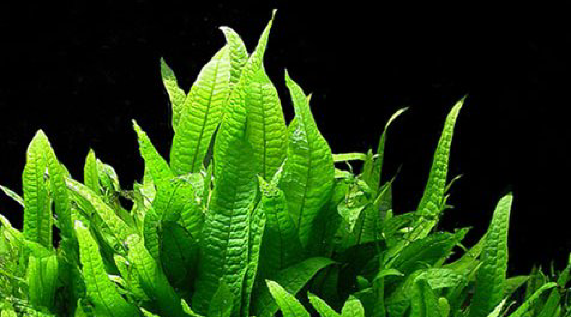 java fern