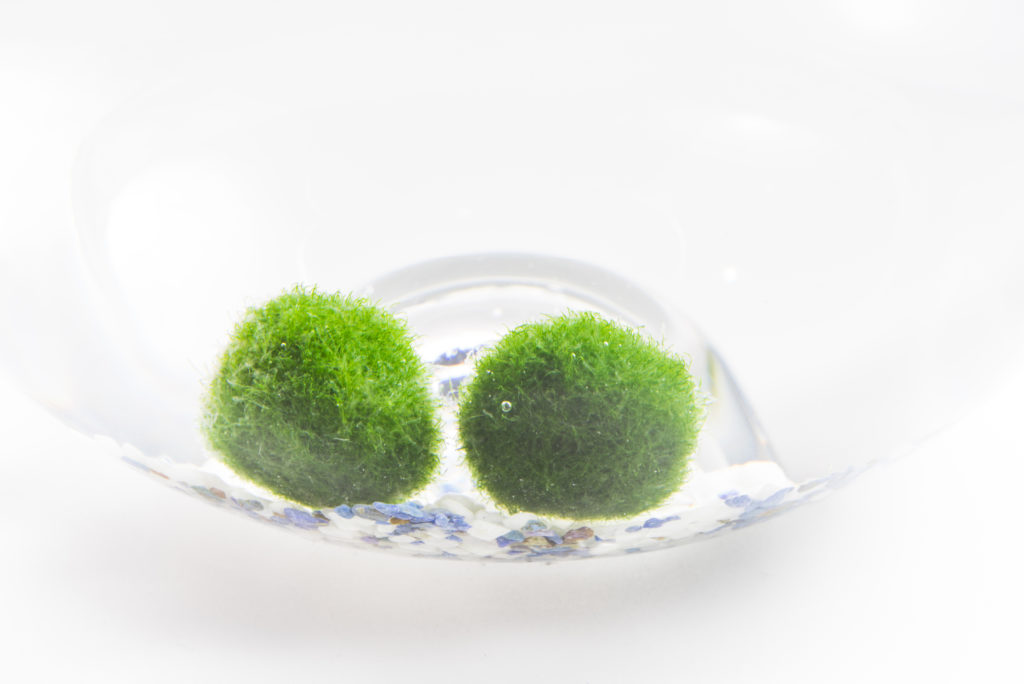 marimo moss ball