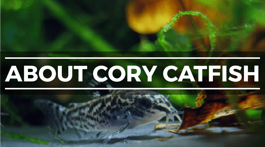 about cory catfish