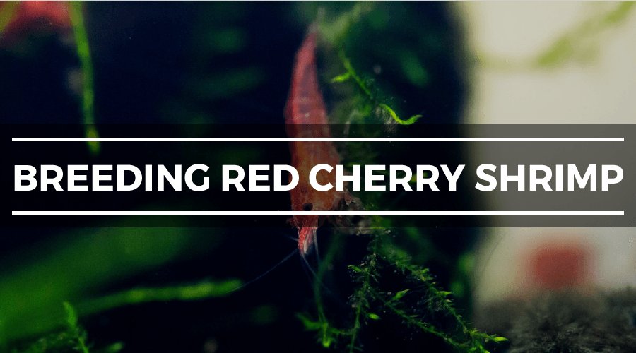 breeding red cherry shrimp