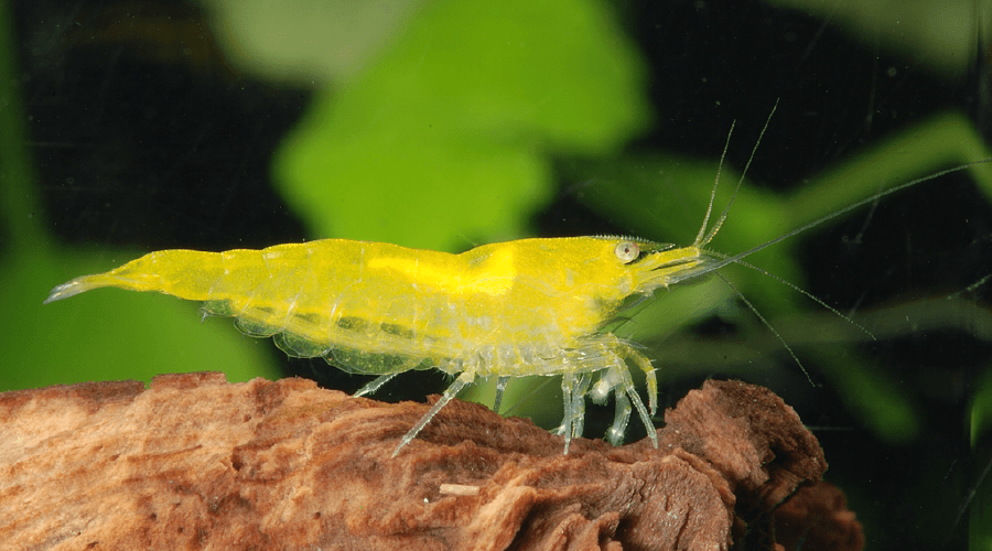 Neocaridina davidi yellow