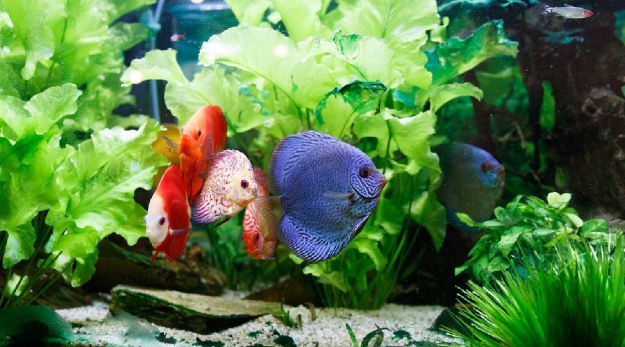 colorful freshwater fish for 10 gallon tank