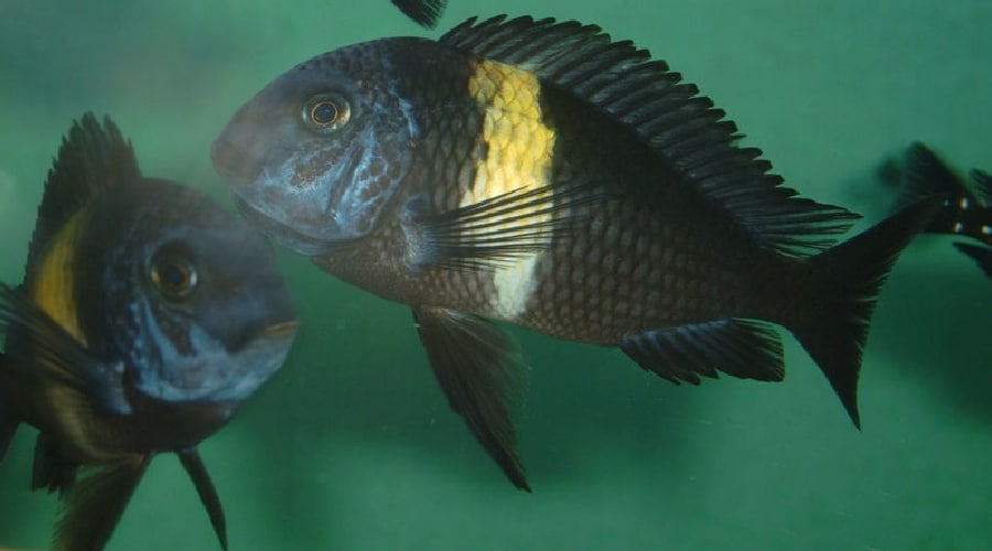 Duboisi Cichlid