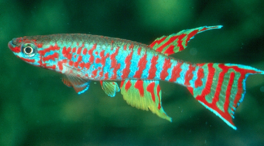 colourful tropical fish