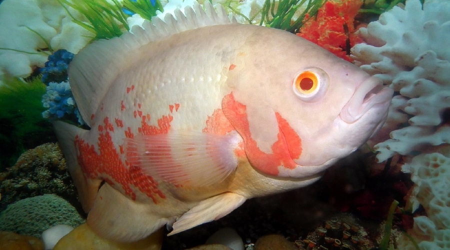 oscar cichlid