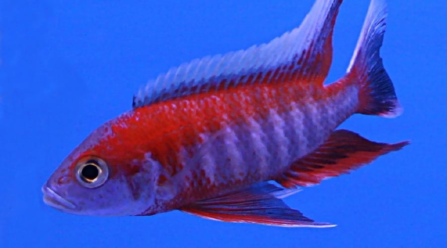 Red peacock cichlid